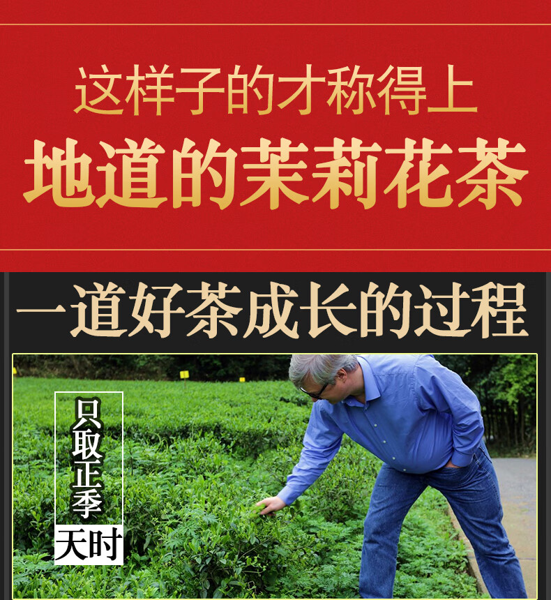 11，Derenruyu2022新茶濃香茉莉花茶500尅罐裝茉莉龍珠香茶葉散裝花草茶葉綠茶 茉莉茉莉花茶50g(入門口感)