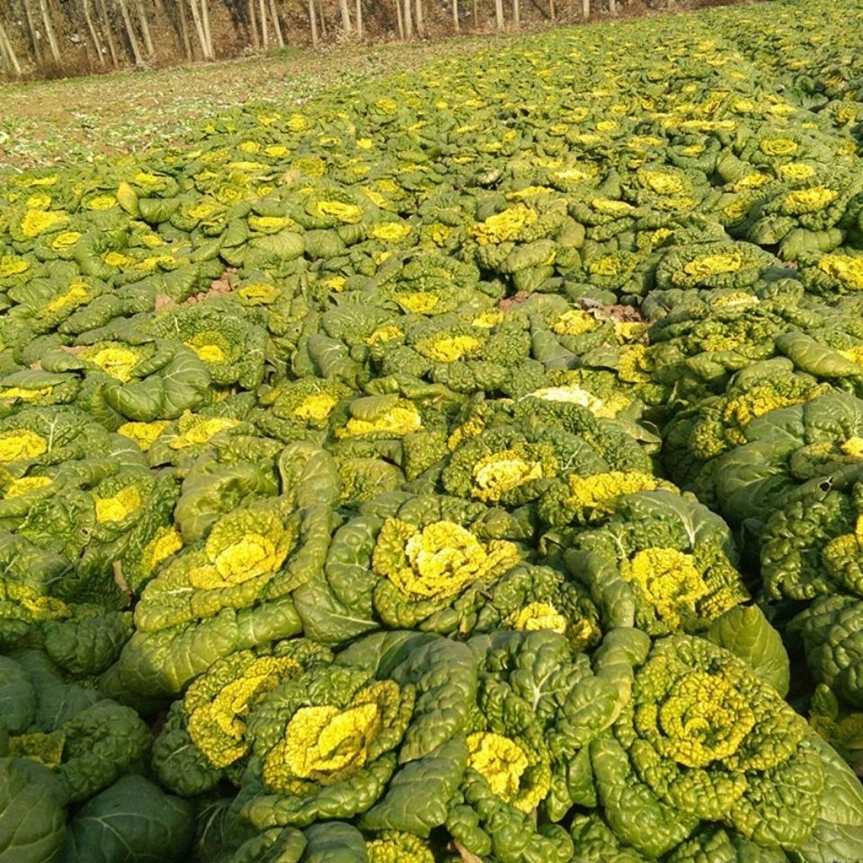 黄心乌塌菜种子耐寒黄心菜种籽菊花心菜籽种易种黄心白菜蔬菜种子20粒