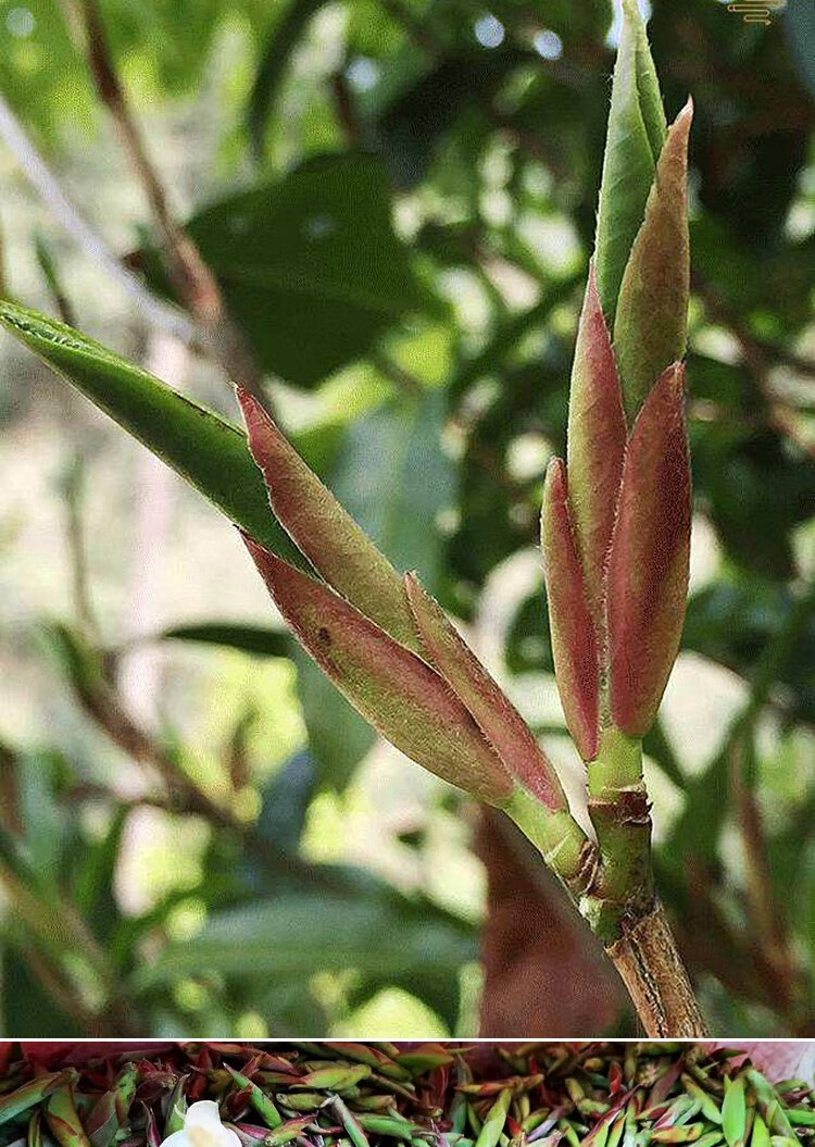 2022年春茶云南野紫芽苞茶古树紫芽孢茶普洱生茶野花香散茶500g惠维