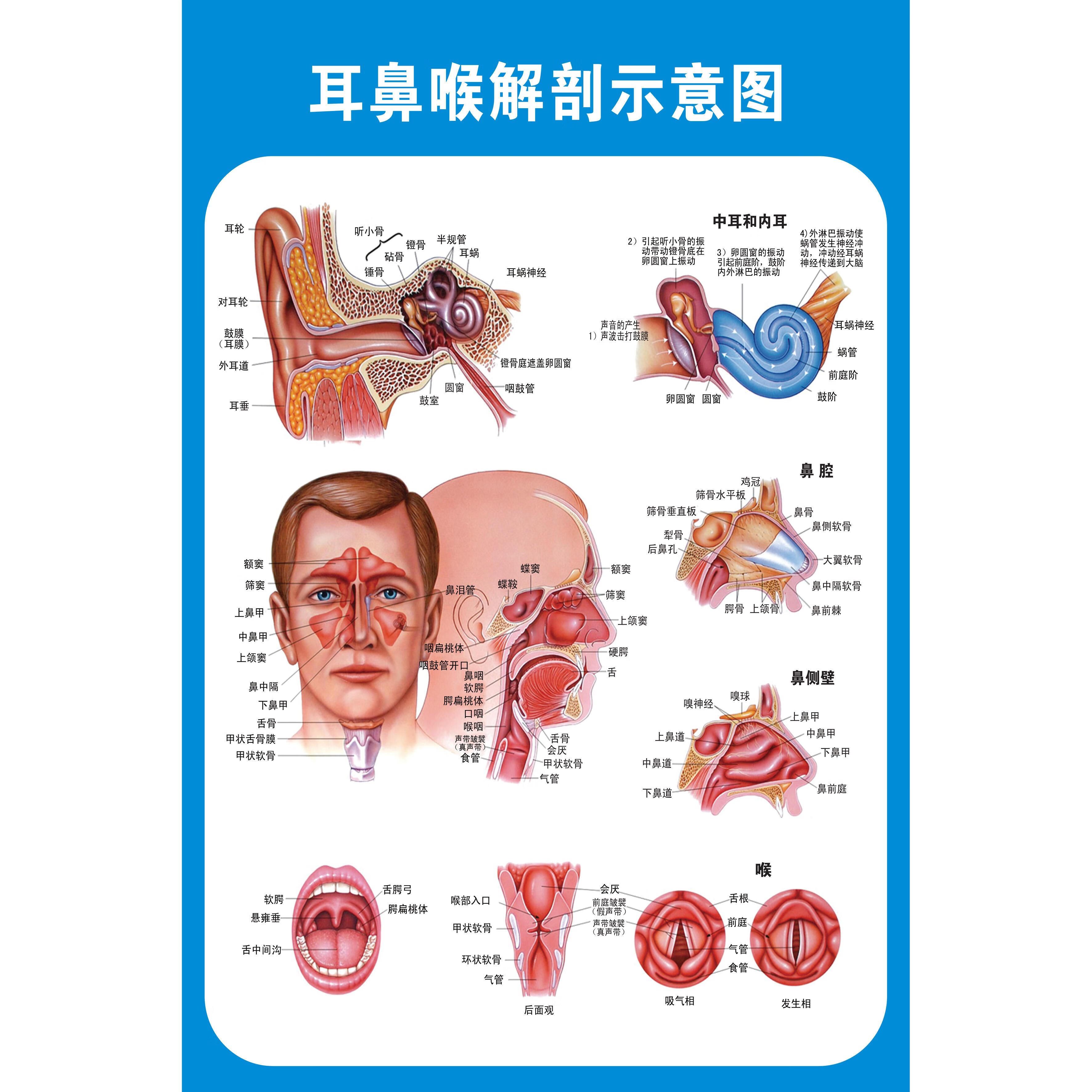 《耳鼻喉解剖示意图》医院大挂图人体经络穴位图中医