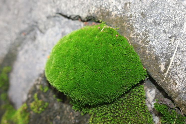 公鹤malecrane假山植物鲜活苔藓植物微景观生态瓶diy绿植水陆缸假山