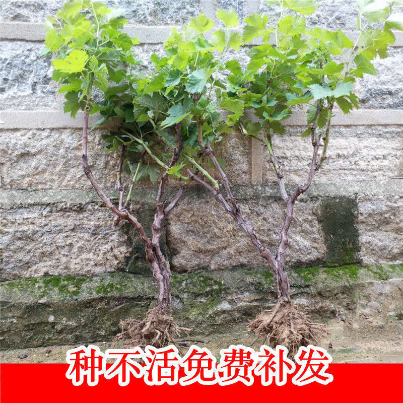 蓝宝石葡萄树苗盆栽矮化不爬藤南北方易种植当年结果室内外雪葡萄九年
