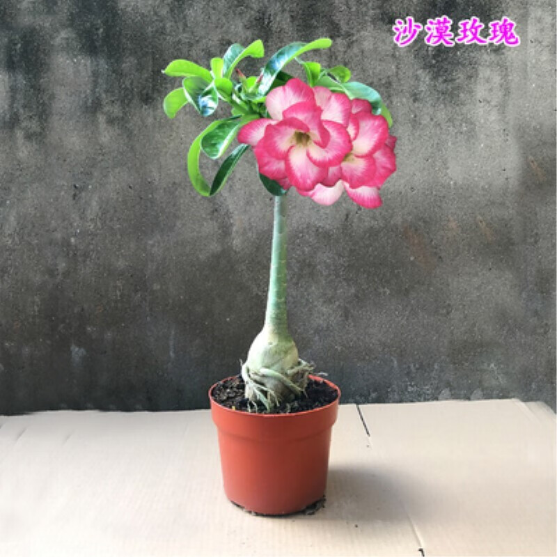 沙漠玫瑰花苗盆栽四季开鲜花庭院室内绿植盆景花卉白雪精品中苗
