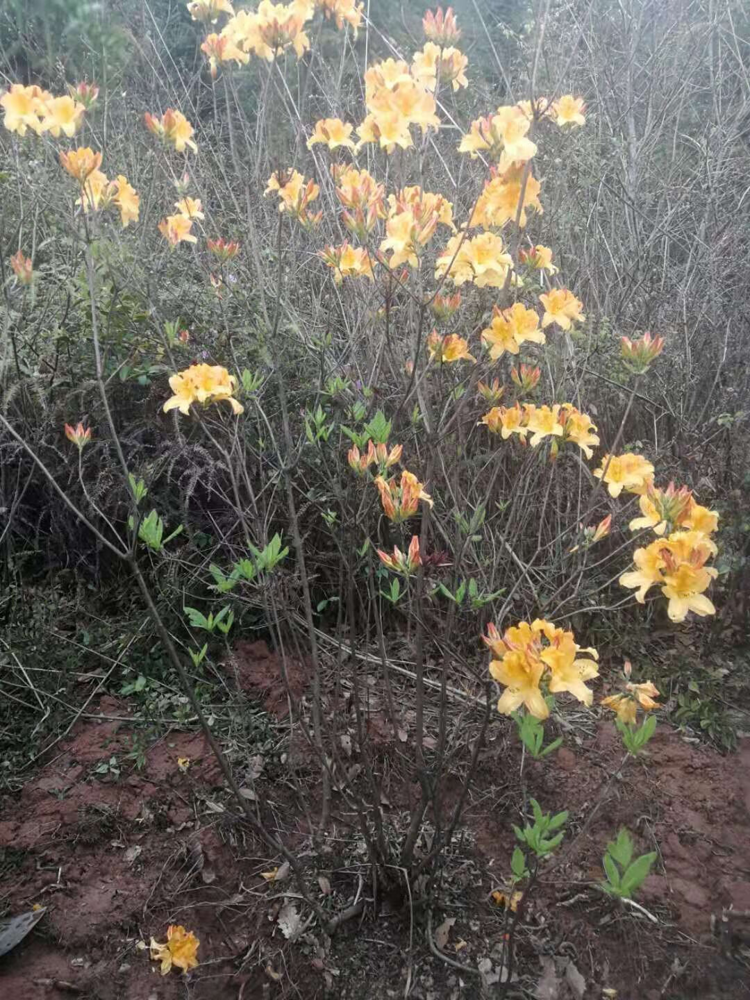 稀有黄花杜鹃映山红开花结果灌木老桩阳台庭院盆栽地栽绿植花卉栽绿植