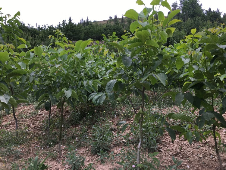 张晗旗舰核桃树苗核桃苗8518嫁接苗薄皮核桃树南方北方种植庭院当年