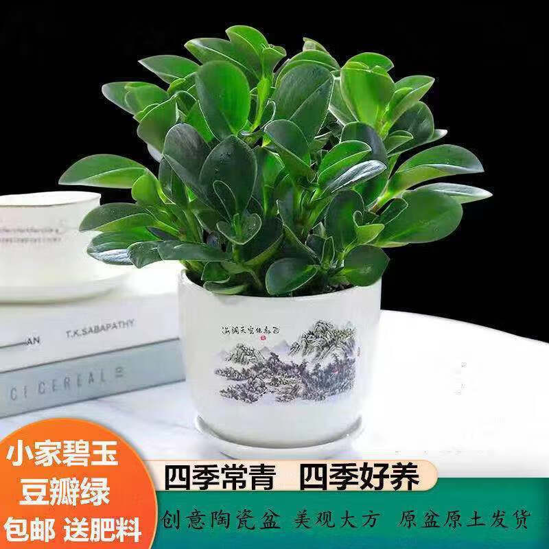 吸烟鬼花豆瓣绿青叶碧玉室内盆栽水培绿箩盆栽花卉绿植吸甲醛植物碧玉