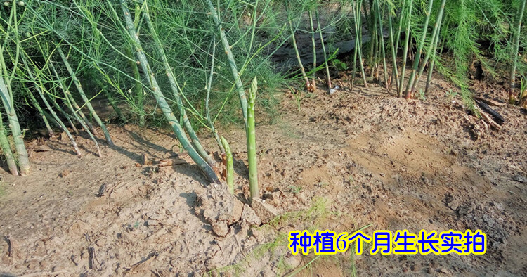 槿骁天诺芦笋苗种苗紫色芦笋种子苗四季多年生绿植苗阳台盆栽蔬菜苗1