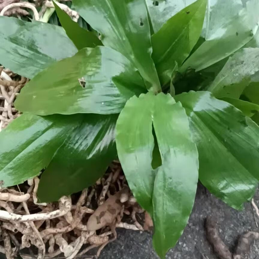 双肾草 干鲜货 质优价廉 肾阳草 鸡肾草 对对草 鲜货250克【图片 价格