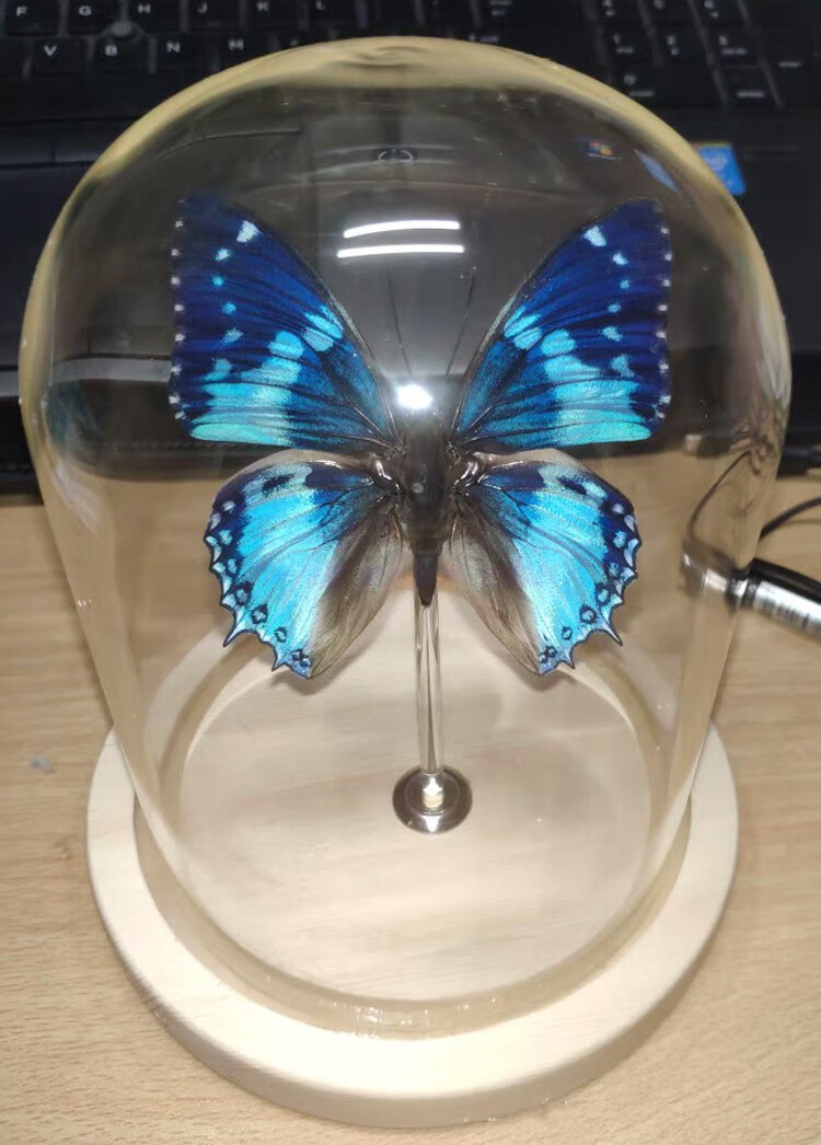 蝴蝶标本昆虫标本玻璃罩防尘罩摆件生日礼物水晶球永生花工艺品sn3011