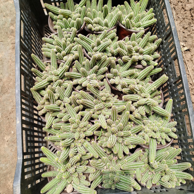 室内仙人指盆栽 白檀毛毛虫 多肉植物 会开花的仙人掌