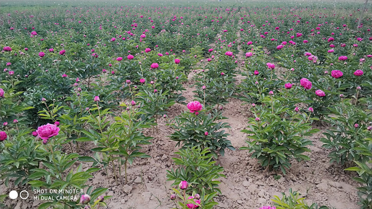 正宗菏泽观赏芍药花苗重瓣大苗根块带芽发货四季盆栽庭院山东n白色