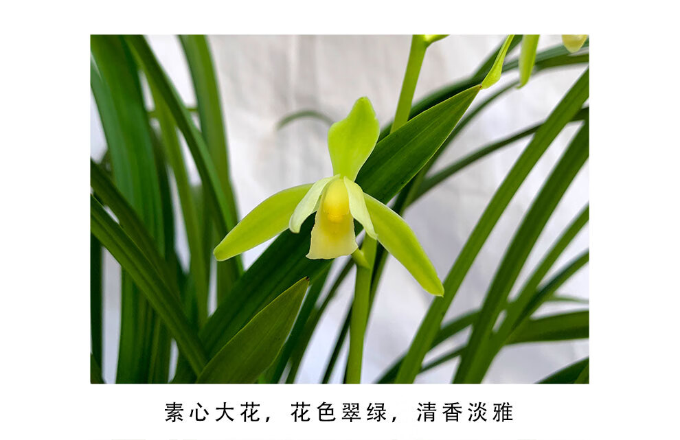 东郡贸易国兰建兰四季兰精品兰花苗大凤素兰花苗带花苞好养室内鲜花卉