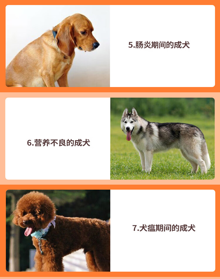 狗狗益生菌莫迪益生菌成犬专用兽用宠物调理肠胃宝拉稀拉肚子腹泻狗益生菌3盒 1疗程 图片价格品牌报价 京东