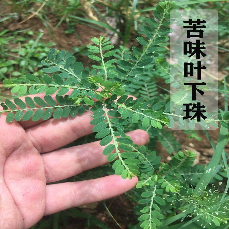 伟博苦味叶下珠龙珠草阴阳草假油甘珍珠草珠仔草油甘草5原料