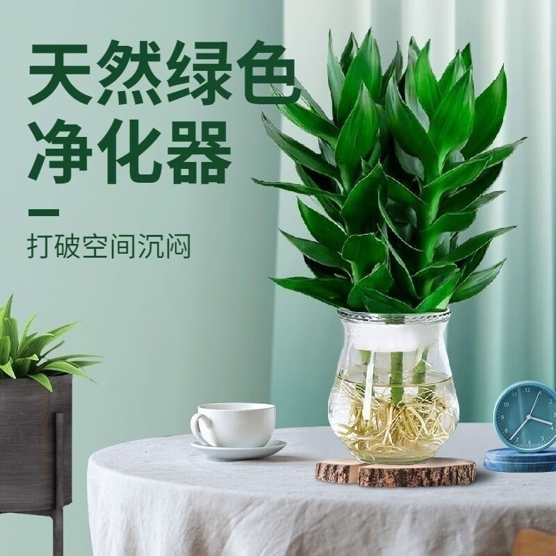 水培观音竹四季常青 绿植环保室内清新净化空气盆栽吸甲醛防辐射 白色观音竹3支+瓶
