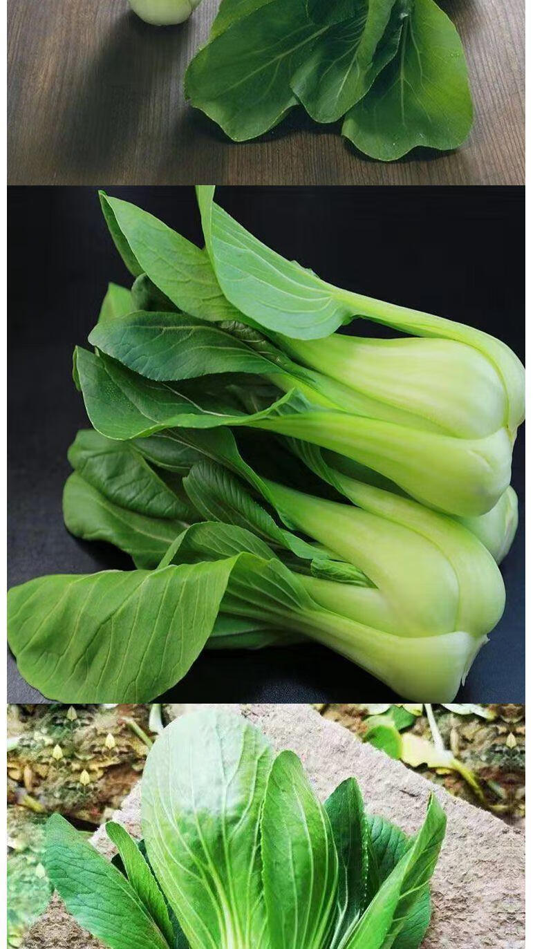 现摘新鲜蔬菜上海青小油菜农家自种蔬菜类小青菜绿叶菜小白菜实惠装3