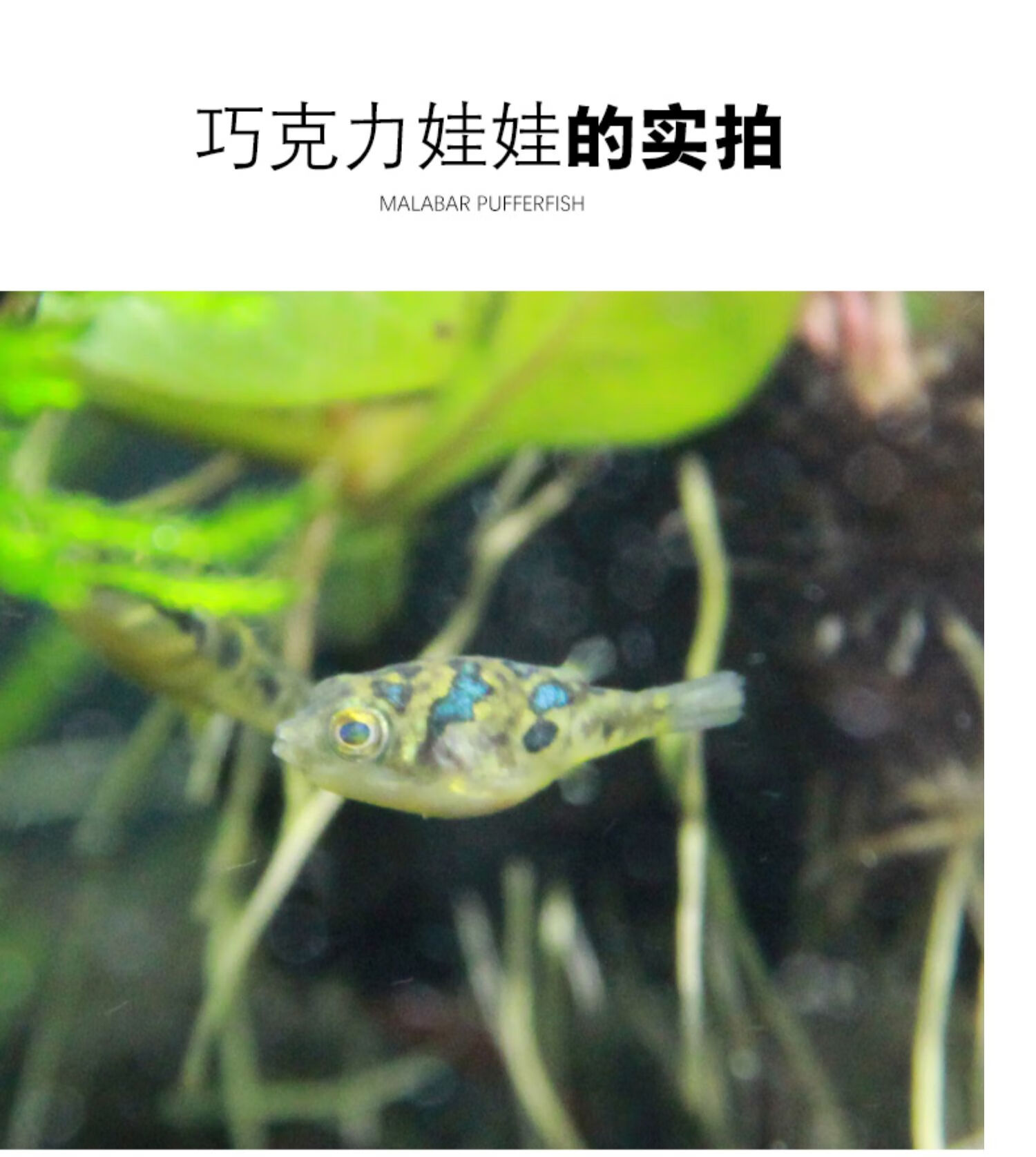 河豚鱼吃螺观赏鱼潜水艇活体巧克力娃娃会生气的鱼气泡鱼斑马狗头23cm