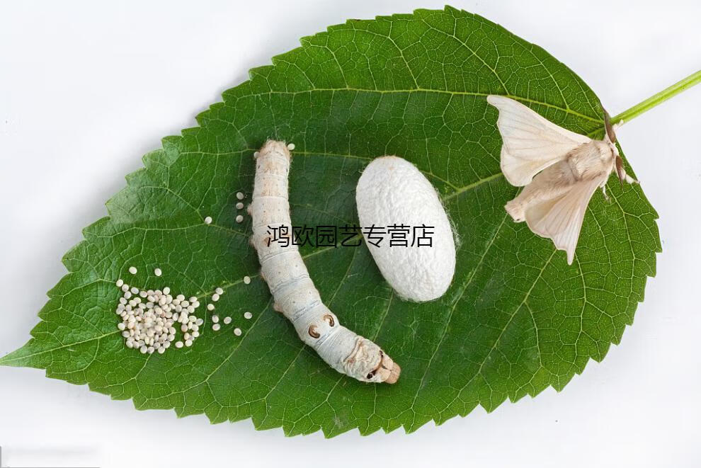 蚕宝宝卵七彩金丝彩色蚕蛋桑蚕卵蚕宝宝蚕种春蚕活体蚕籽蚕卵10粒