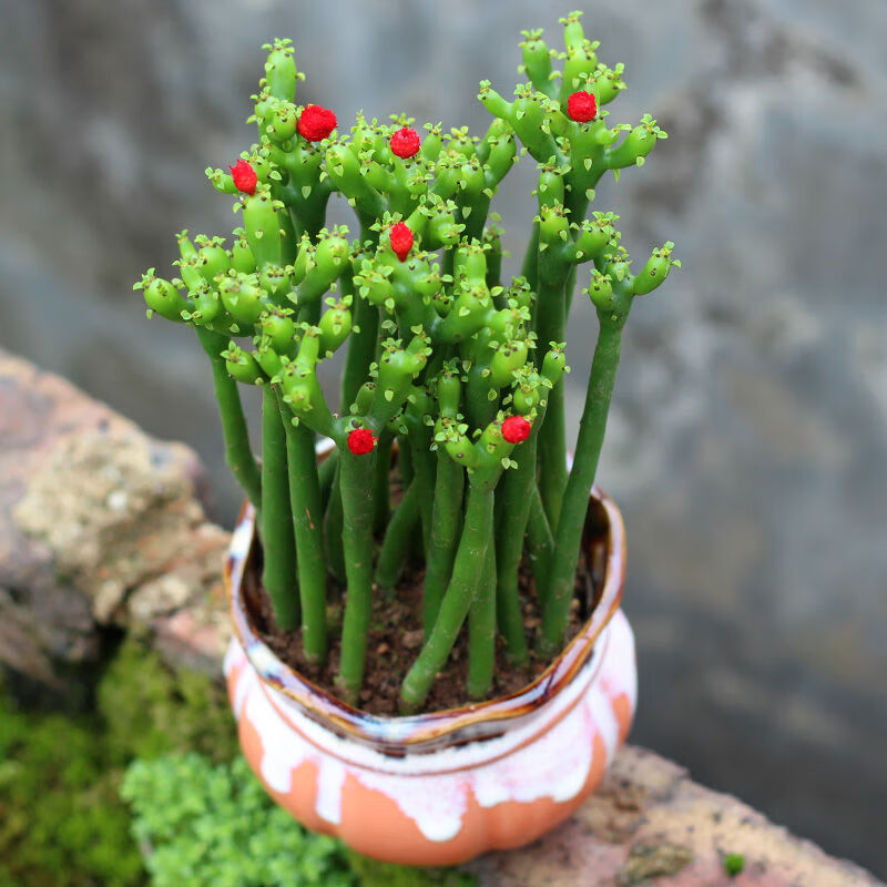 芊阙轻奢芊阙带盆栽好发财棍多肉植物鲜花绿植盆栽办公室桌面好养花卉