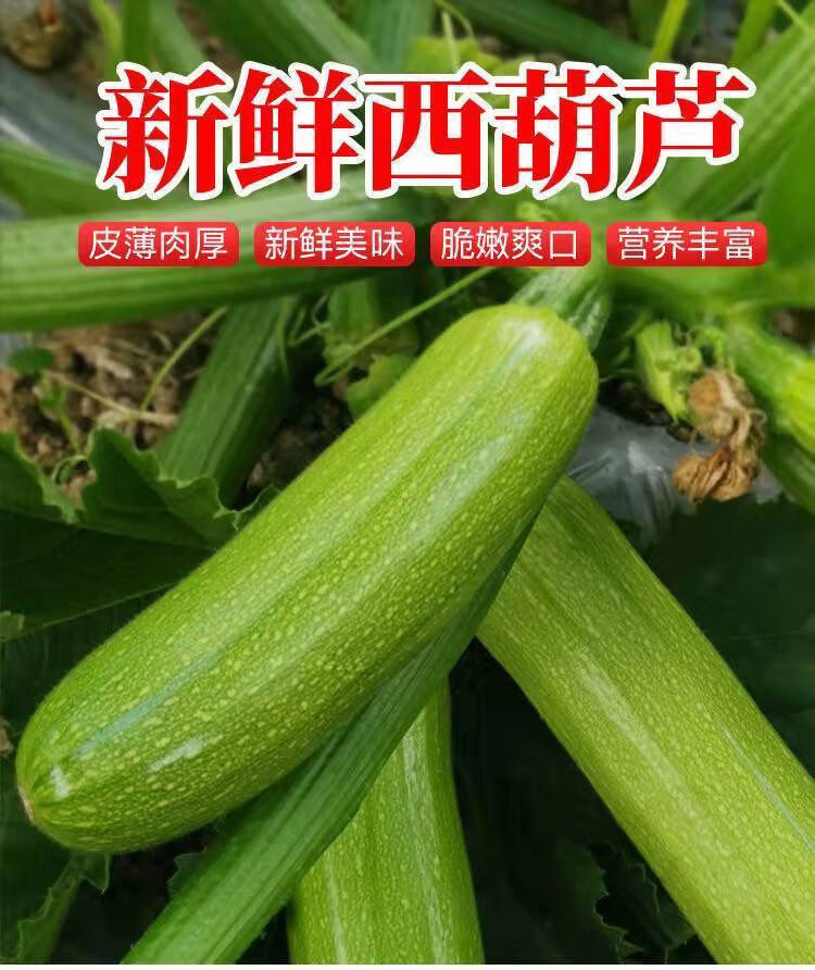 云南红河西葫芦新鲜蔬菜西葫芦三月瓜茭瓜番瓜小瓜菜瓜荨瓜熏瓜西葫芦