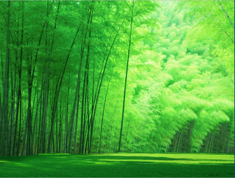 卧室风景壁画阿内格3d高清绿色竹林5d立体墙纸8d电视背景墙布无缝壁纸