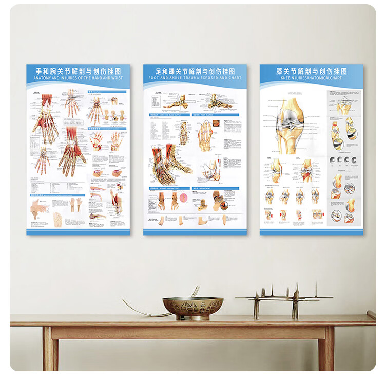 医学足关节解剖示意图人体结构解剖图挂图宣传画骨科宣传健康海报肩