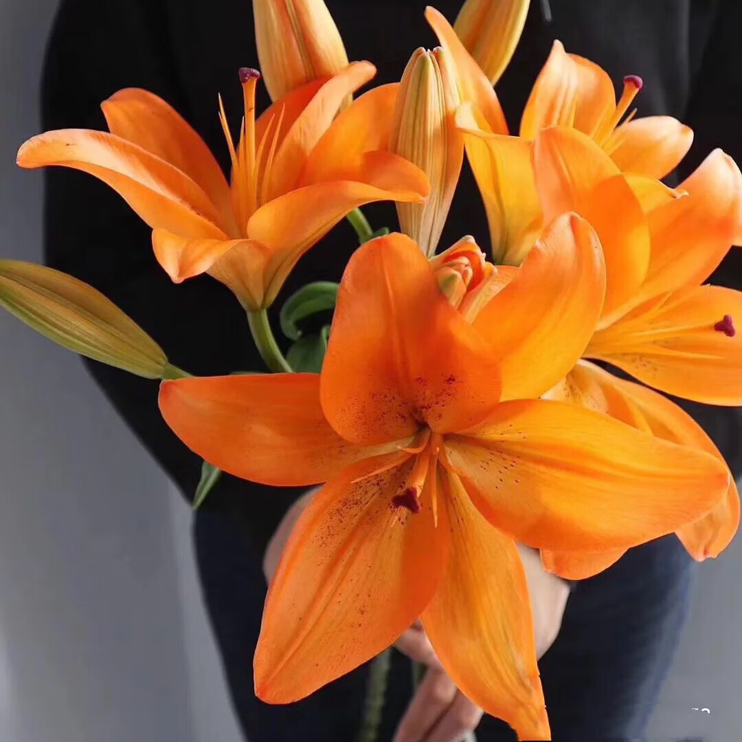 橙色亚百合云南昆明斗南鲜花基地直发花束花卉真花水养鲜梦想3头橙色