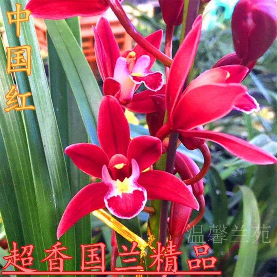特价6苗 超香兰花 中国红 室内盆栽花卉 四季开花 养不死的好品种