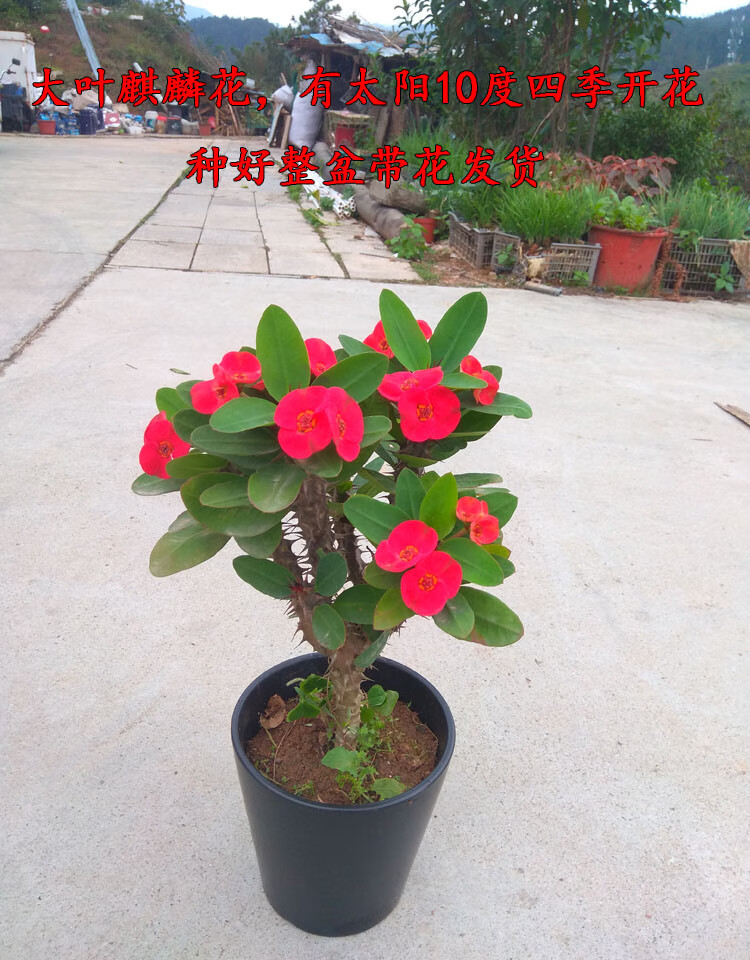 老桩大叶大花虎刺梅麒麟花铁海棠盆栽老虎刺四季开花耐旱花卉 黑瓷盆