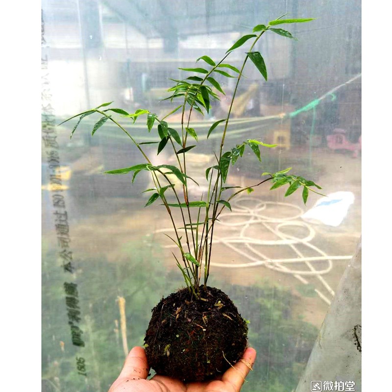 正宗金丝佛肚竹盆栽1盆4苗日本屋久岛竹姬竹很矮小