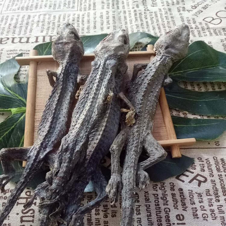 蛤蚧干蛤蚧广西大粗尾无竹签粗尾特大蛤蚧干炖汤泡酒一对 蛤蚧干【一