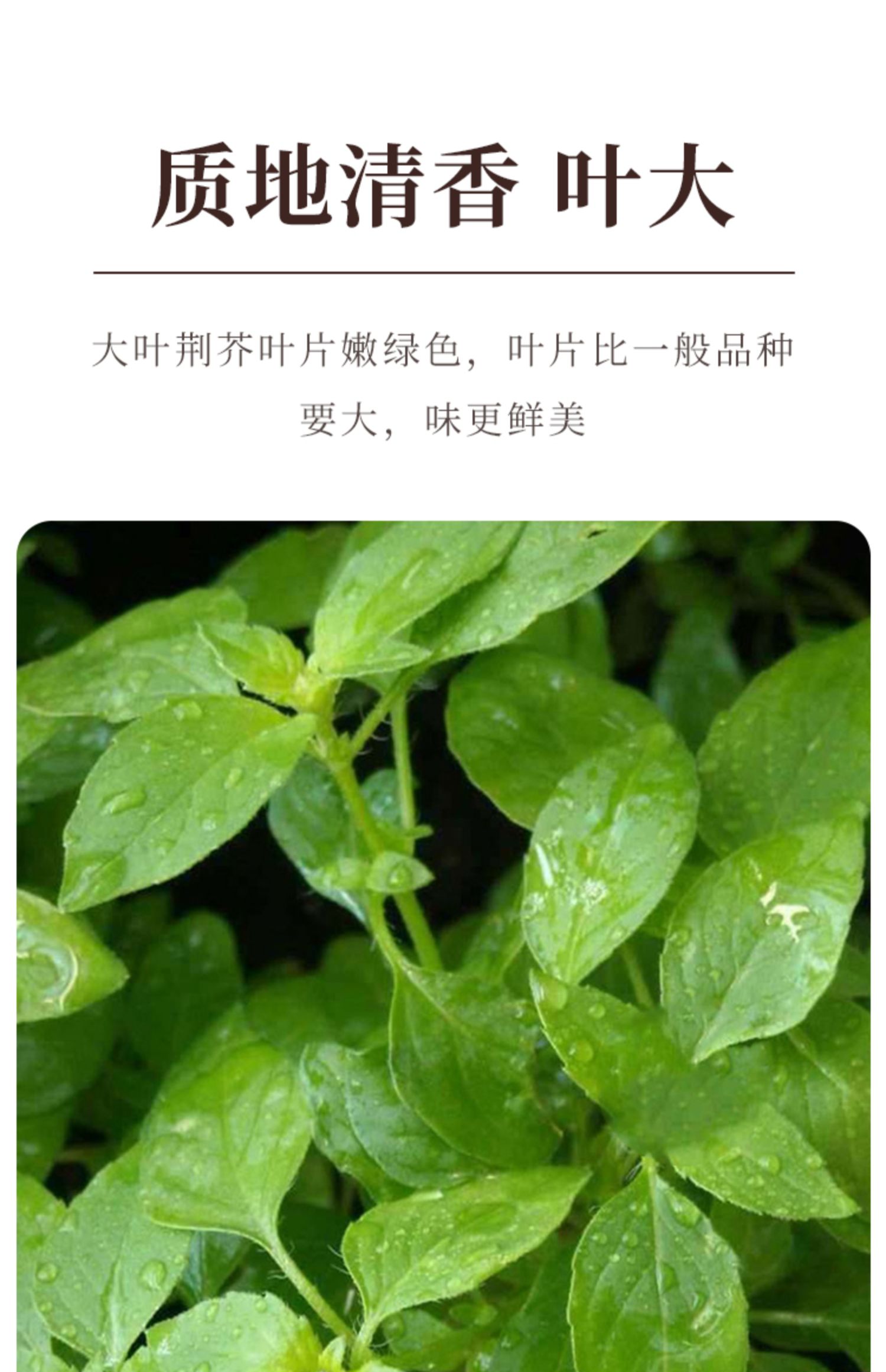 荆芥菜种籽河南大叶荆棘种子菜籽夏季四季盆栽荆菜荆芥蔬菜苗孑籽荆芥