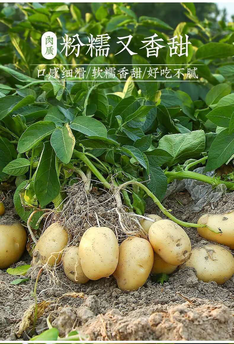 10斤土豆鲜土豆大土豆马铃薯洋芋宁夏沙地黄心西北红皮土豆批发 10斤