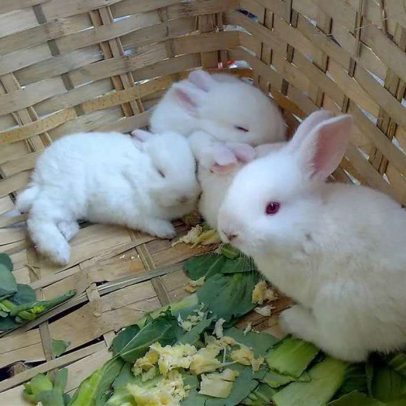 【京选推荐】兔子大型巨型活兔子公母一对兔子活物一对幼崽兔子活家养