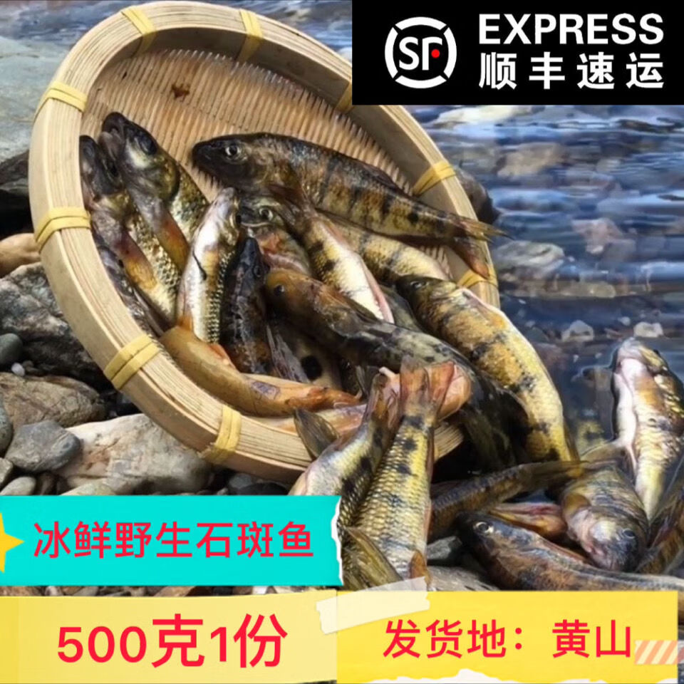 黄山特产溪流石斑鱼淡水石斑鱼光唇鱼新鲜石斑鱼顺丰 125克石斑鱼干