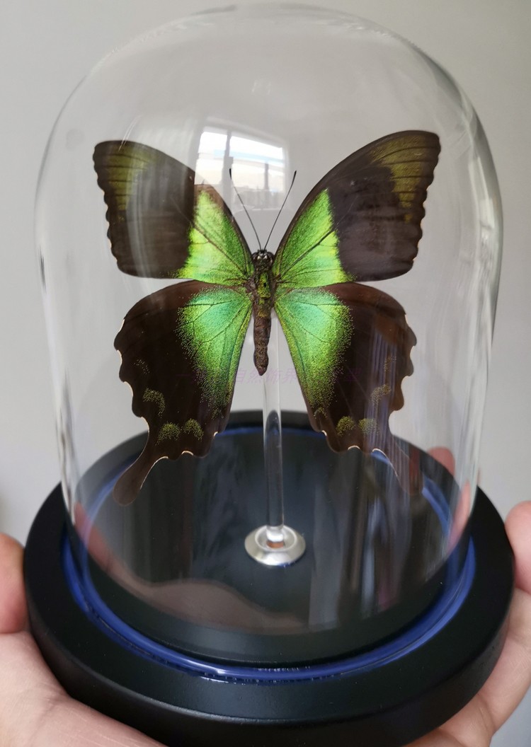 蝴蝶标本昆虫标本玻璃罩防尘罩摆件生日礼物水晶球永生花工艺品sn3011