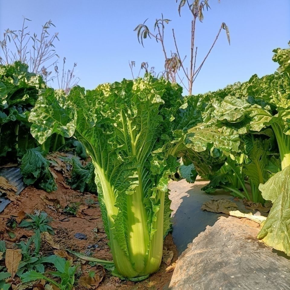 云南高山麻叶青菜大白菜天津绿白菜时令蔬菜新鲜农家自种现摘精选2500