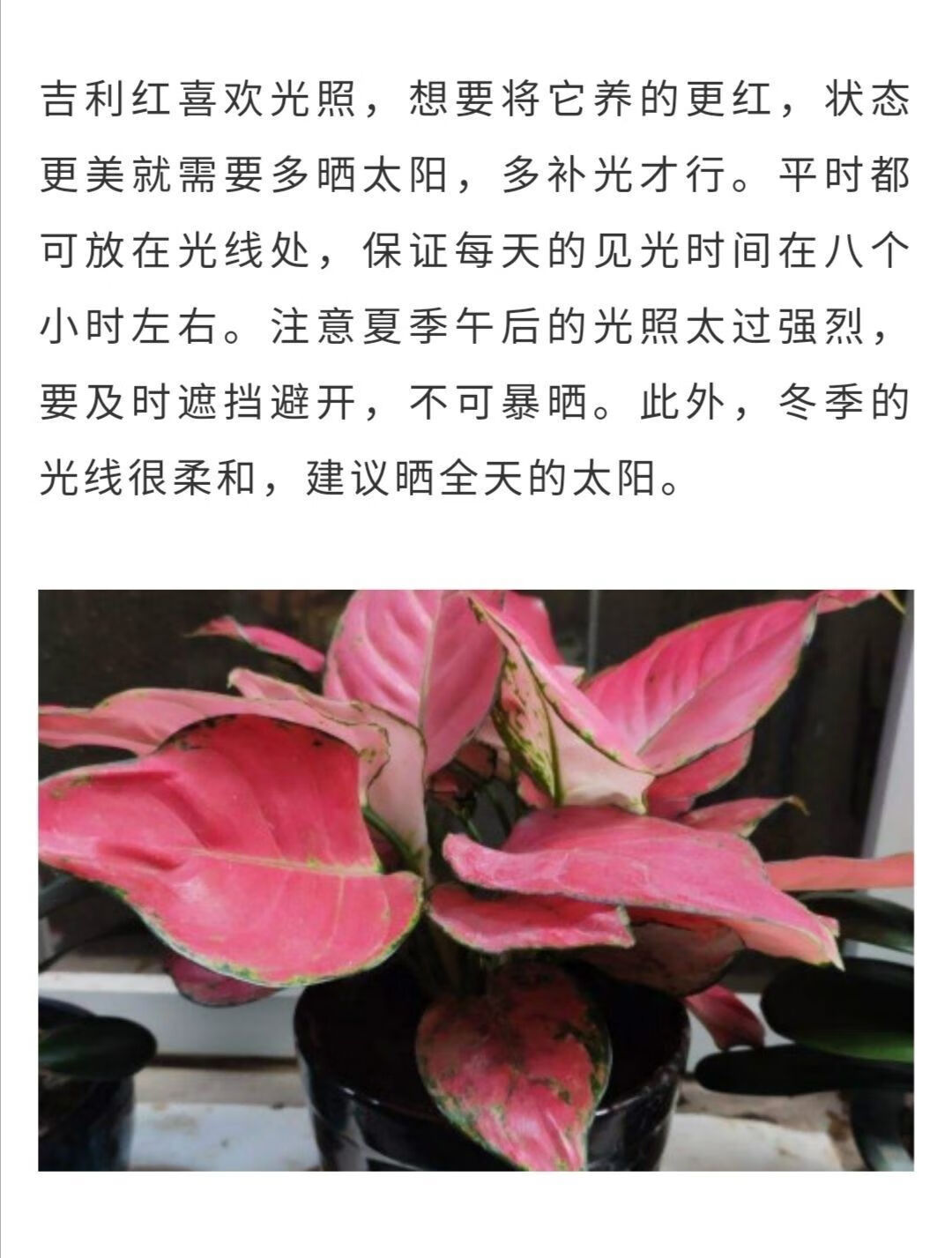 绿植盆栽植物室内办公室客厅花卉水培四季常青好养 中国红【原盆】