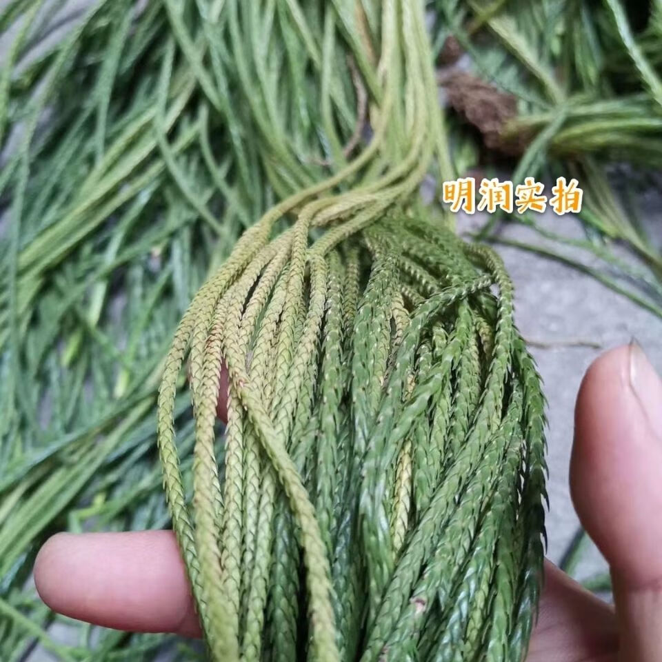 伟博中药材马尾千金草马尾伸筋草飞龙伸筋草中叶鲜货250克