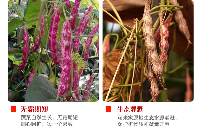 红芸豆云南五谷杂粮芸豆组合5斤红芸豆蛋豆金丝豆荷包豆五种混合口味