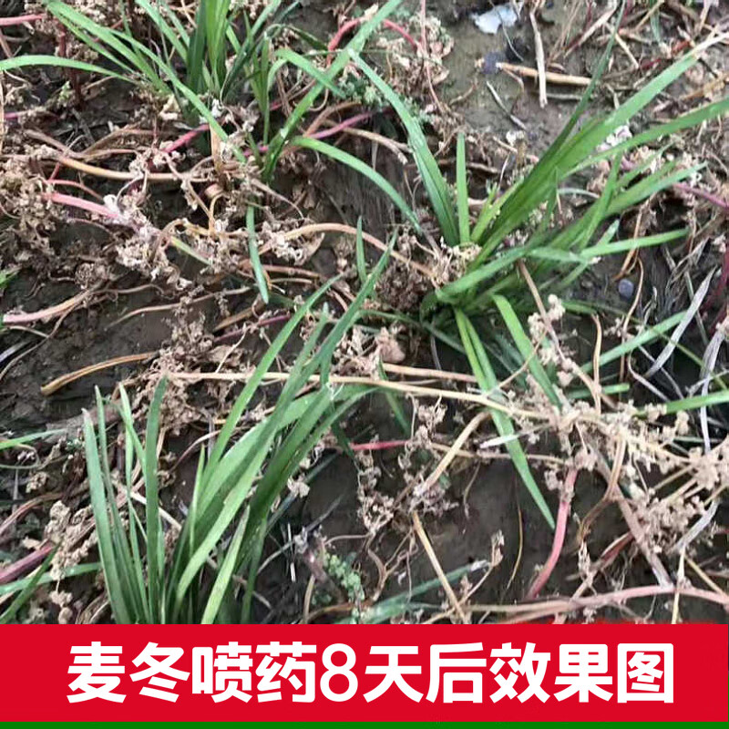 麦冬草坪除草剂专用玉龙草葱兰日本矮麦冬禾阔双除安全除草剂100ml