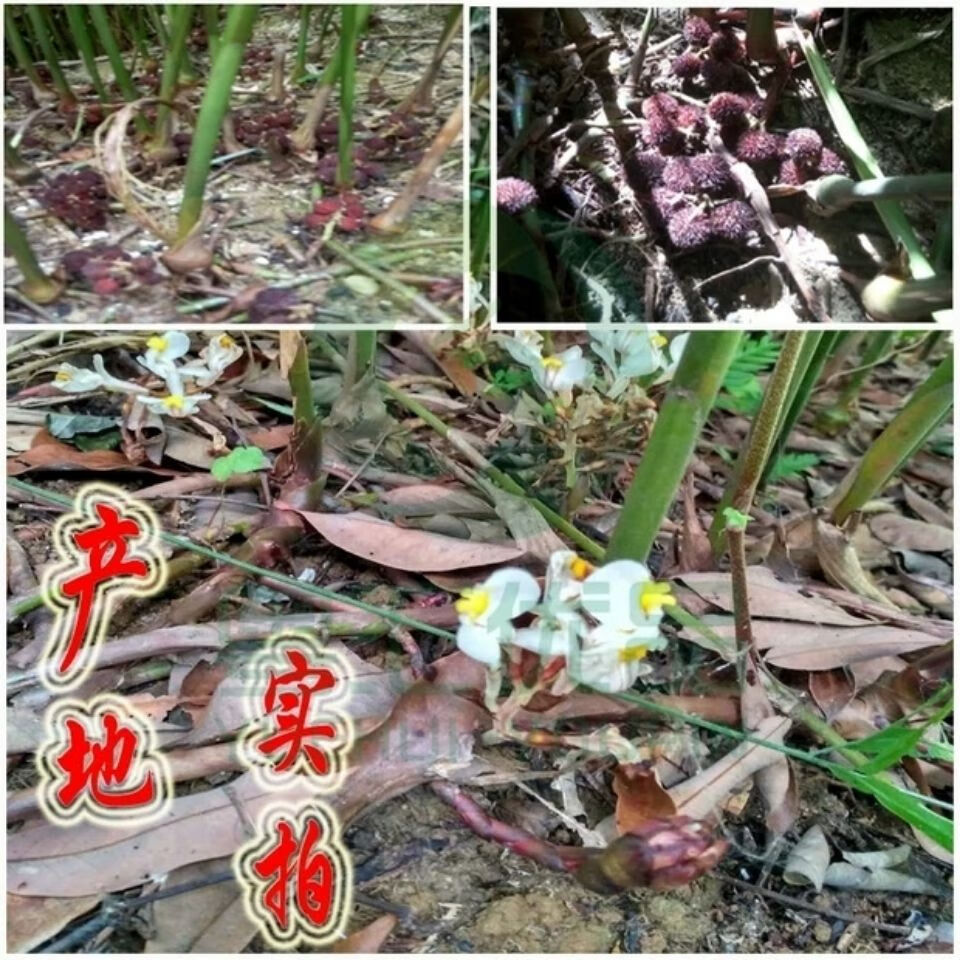 伟博一份100棵阳春春砂仁苗原产地蟠龙金花坑春砂仁种苗全株入药100棵