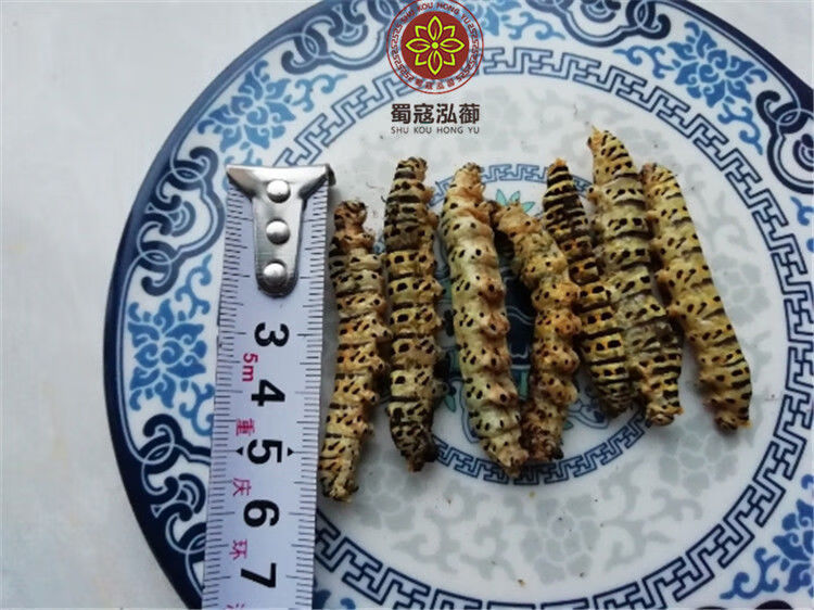 伟博10条茴香虫大蘹香虫大茴香虫实拍精选大茴香虫野茴香虫怀香虫大