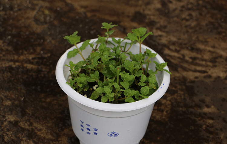 柠檬草盆栽薄荷苗净化驱蚊香草植物新鲜薄荷叶食用留兰香薄荷不含盆