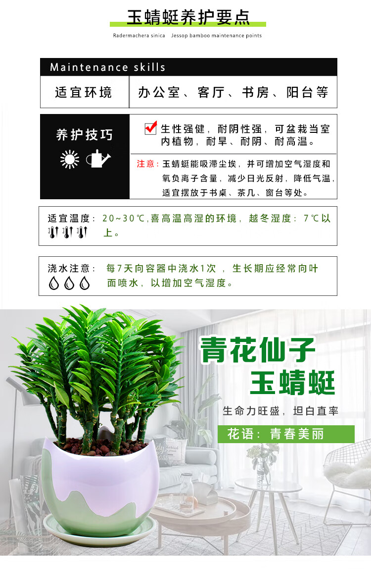 玉蜻蜓盆栽四季常青室内办公桌面绿植耐阴耐旱好养t7 粉青生肖盆