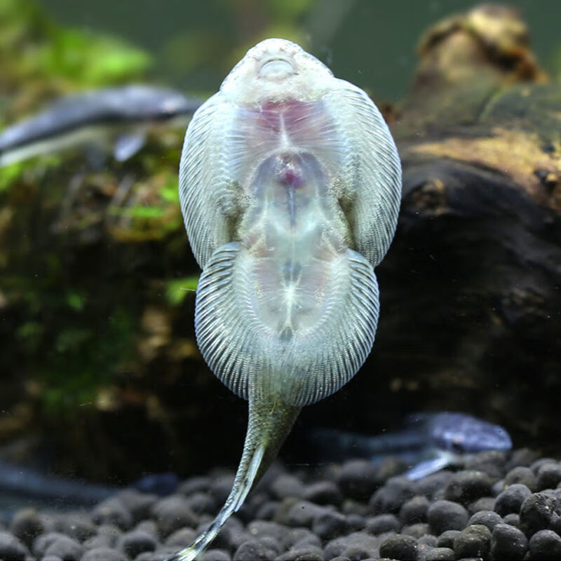 双吸盘冷水清道夫贵州爬岩鳅除藻不加温琵琶鱼吸鳅鱼缸清洁工具鱼2条