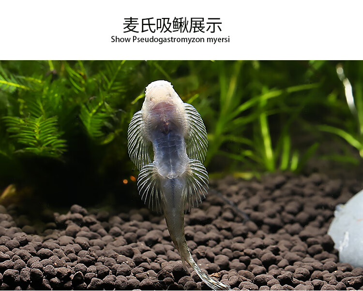 琵琶清道夫小提琴爬岩鳅麦氏吸鳅观赏鱼贵州爬岩鳅原圆斑吸鳅1条