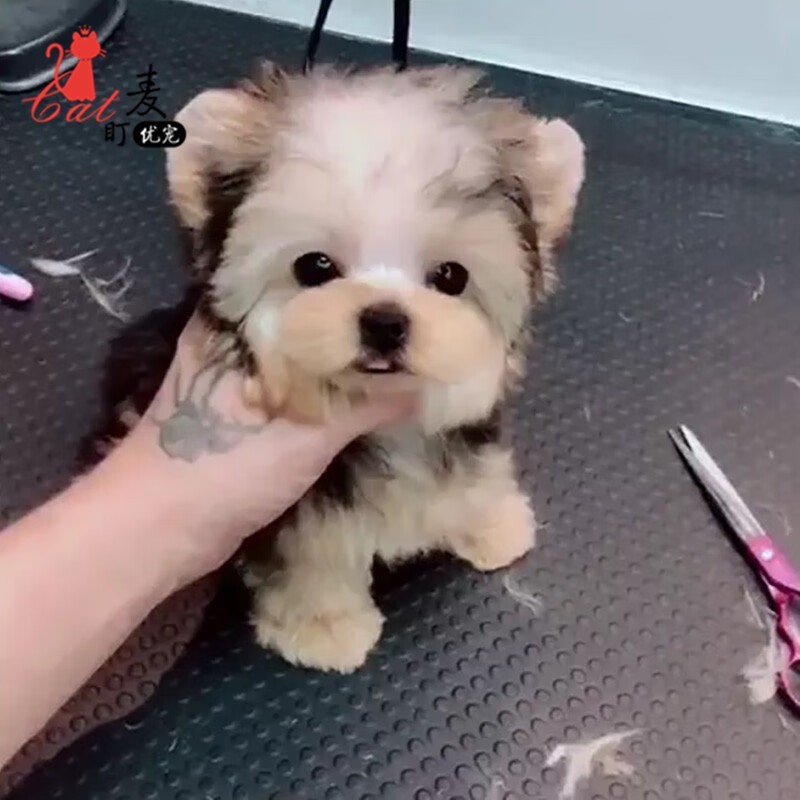 纯种血统茶杯犬约克夏梗小型犬公母宠物狗狗活体小狗幼崽视频选 a类