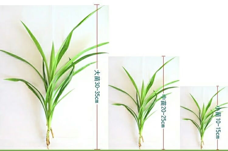 海南香兰叶苗斑斓叶盆栽千层糕食材班兰叶植物小吃斑兰绿植吊兰小苗二