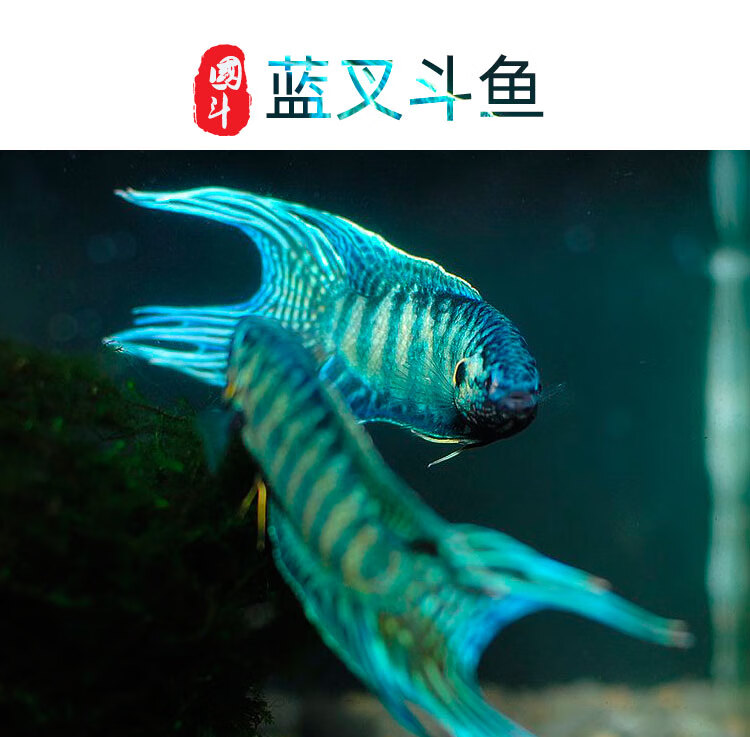 中国斗鱼蓝叉普叉人工改良蓝色小型淡水鱼活体观赏鱼冷水叉尾斗鱼 蓝